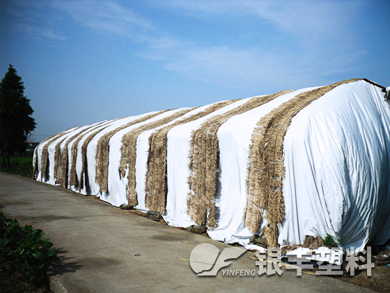 河南南陽食用菌大棚膜案例