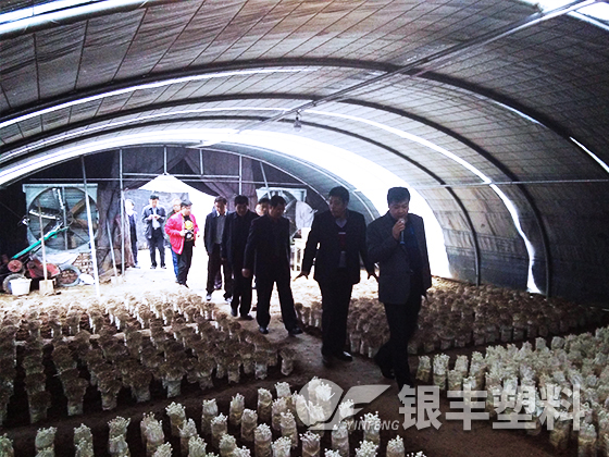 河南南陽食用菌大棚膜案例