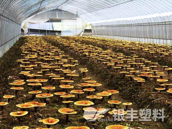 河南南陽食用菌大棚膜案例