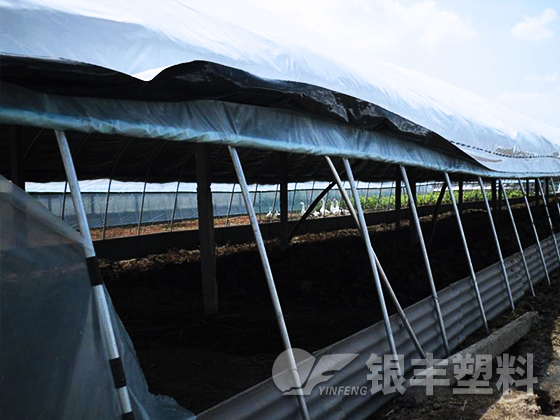 河南南陽食用菌大棚膜案例