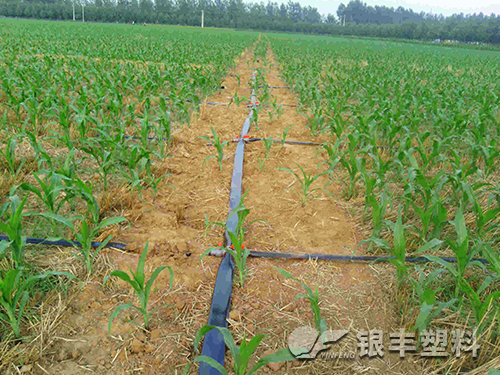 微噴帶產(chǎn)品展示