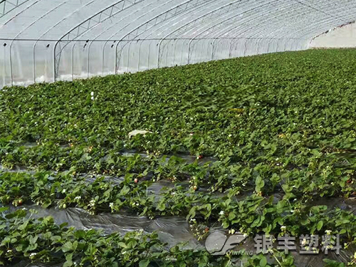草莓專用膜產(chǎn)品圖片
