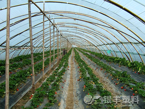 草莓專用膜產(chǎn)品圖片