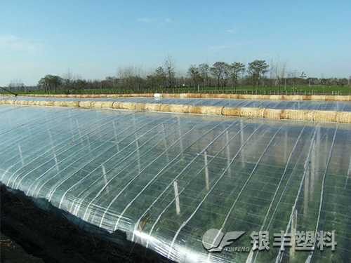 三層共擠長壽流滴消霧EVA保溫大棚膜產(chǎn)品圖片