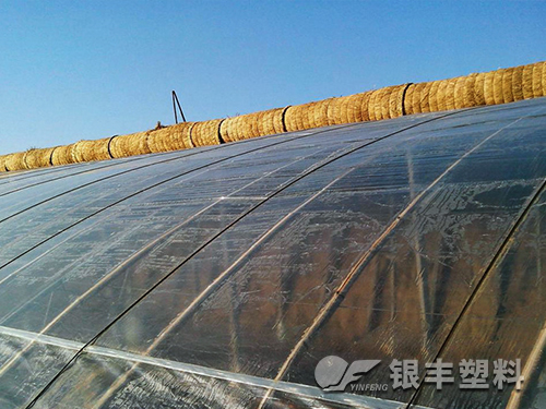 三層共擠長壽流滴消霧EVA保溫大棚膜產(chǎn)品圖片