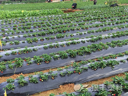 黑色地膜產(chǎn)品圖片