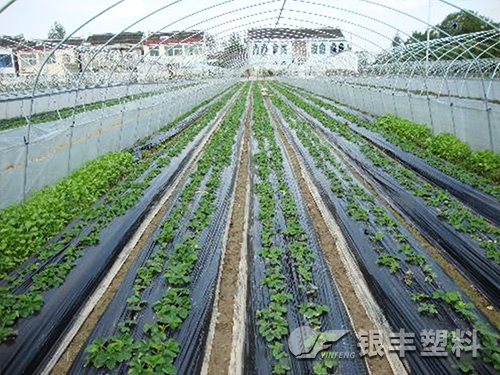 黑色地膜產(chǎn)品圖片