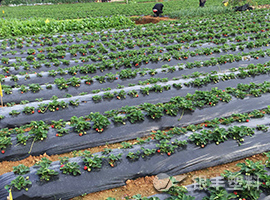 普通地膜產(chǎn)品圖片