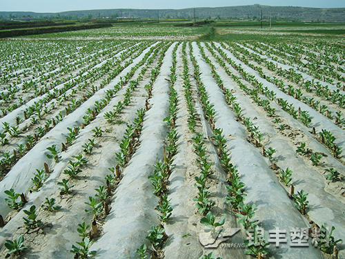 流滴地膜產(chǎn)品圖片