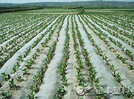 流滴地膜產(chǎn)品圖片