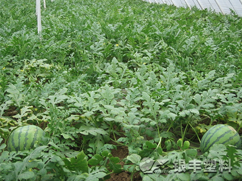 三層共擠西瓜專用大棚膜產(chǎn)品圖片