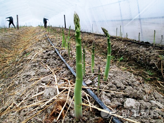河北省石家莊滴灌帶案例