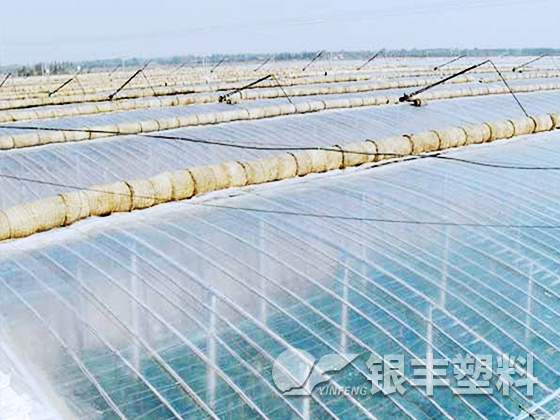 山東東阿水果基地使用EVA保溫大棚膜案例