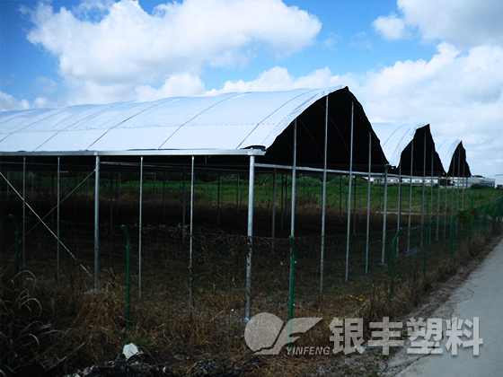 山東東阿水果基地使用EVA保溫大棚膜案例