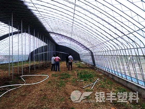 山東東阿水果基地使用EVA保溫大棚膜案例