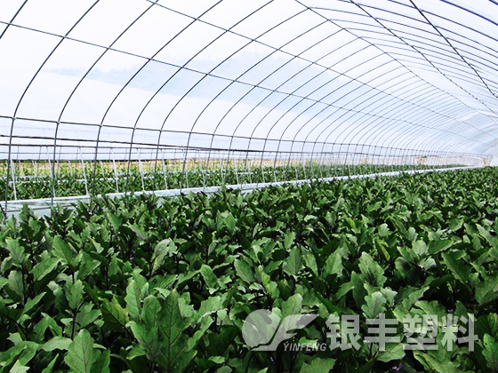 山東東阿水果基地使用EVA保溫大棚膜案例