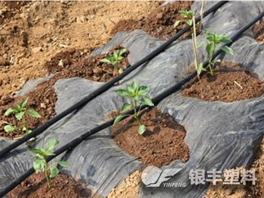 周口淮陽(yáng)滴灌帶