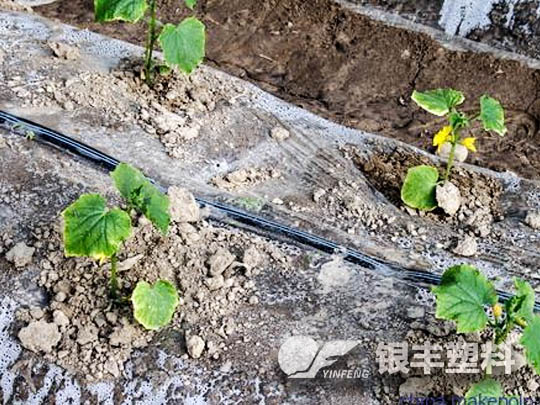 周口淮陽(yáng)滴灌帶