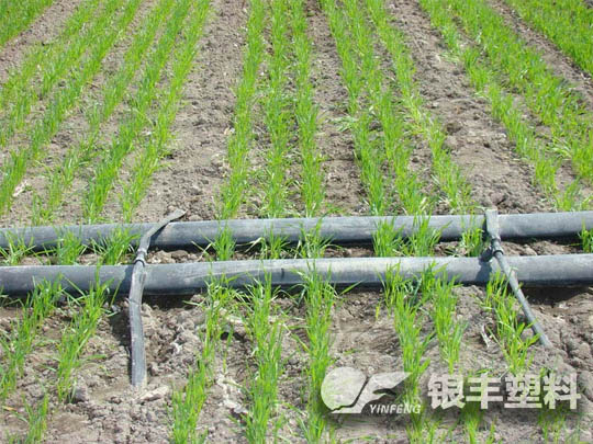 周口淮陽(yáng)滴灌帶