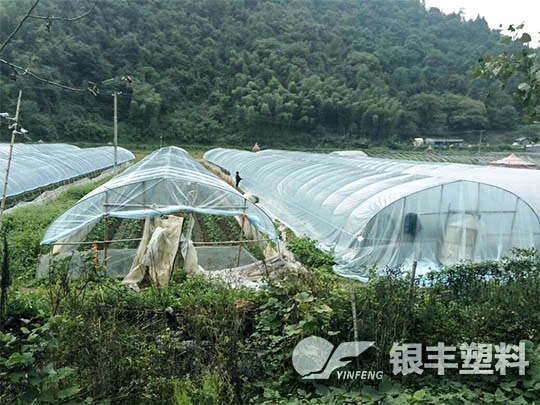 湖南懷化使用草莓專用膜案例