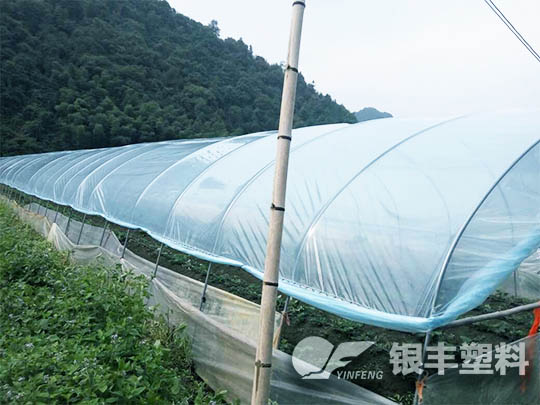 湖南懷化使用草莓專用膜案例