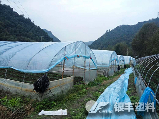 湖南懷化使用草莓專用膜案例