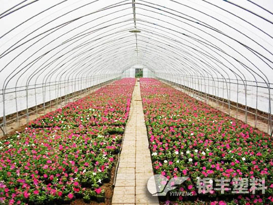 河南洛陽牡丹三層共擠長壽流滴消霧EVA保溫大棚膜
