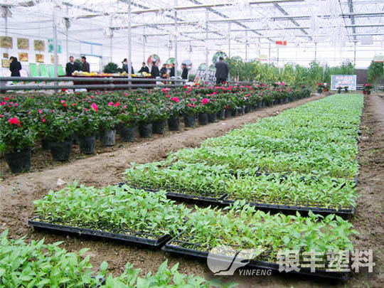 河南洛陽牡丹三層共擠長壽流滴消霧EVA保溫大棚膜