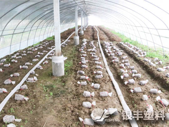 河南洛陽牡丹三層共擠長壽流滴消霧EVA保溫大棚膜