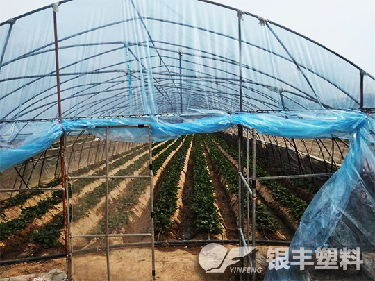 濮陽(yáng)市臺(tái)前縣po大棚膜案例