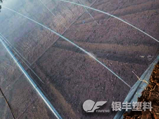 濮陽(yáng)市臺(tái)前縣po大棚膜案例