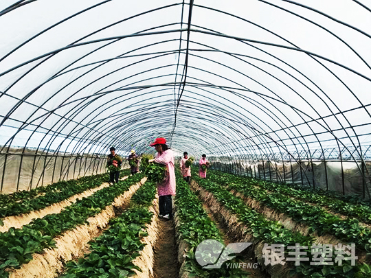 濮陽(yáng)市臺(tái)前縣po大棚膜案例