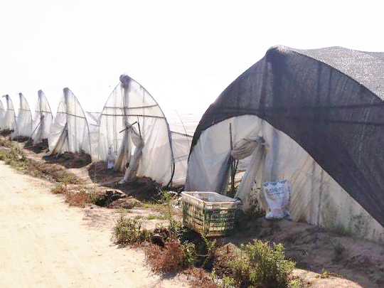 信陽(yáng)平橋區(qū)芹菜種植基地po膜案例