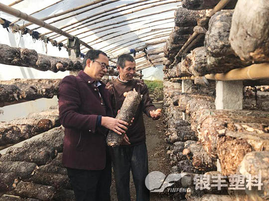 南陽西峽種植香菇案例