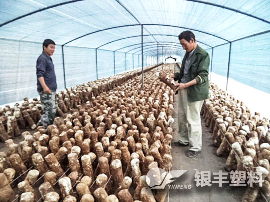 南陽西峽種植香菇案例