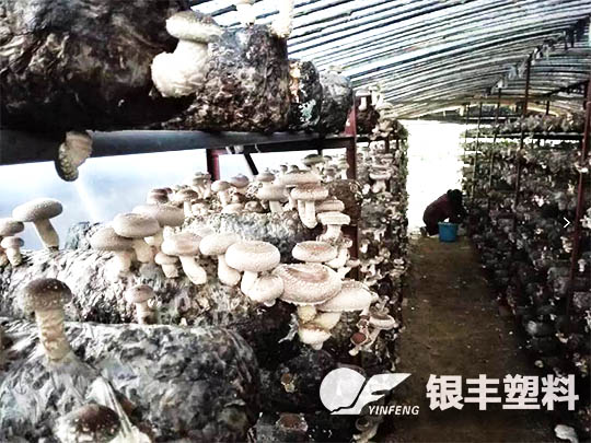 南陽西峽種植香菇案例