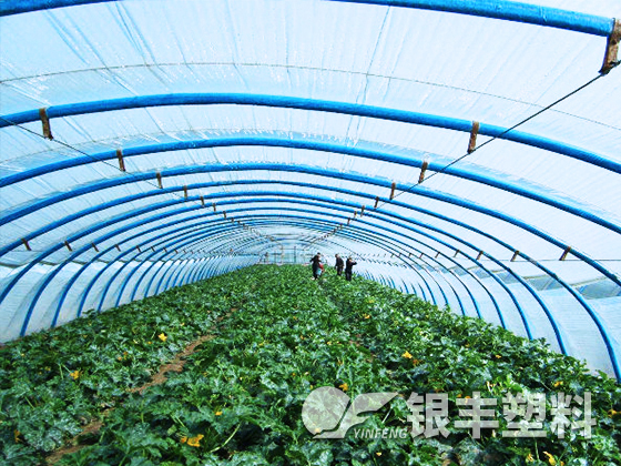 河南中牟西瓜專用膜案例