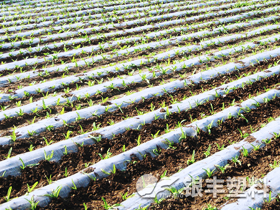 湖南長(zhǎng)沙客戶(hù)育苗案例