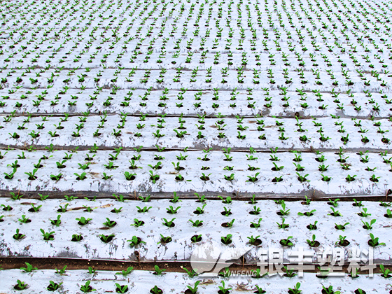 湖南長(zhǎng)沙客戶(hù)育苗案例