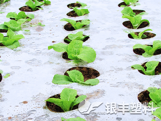 湖南長(zhǎng)沙客戶(hù)育苗案例